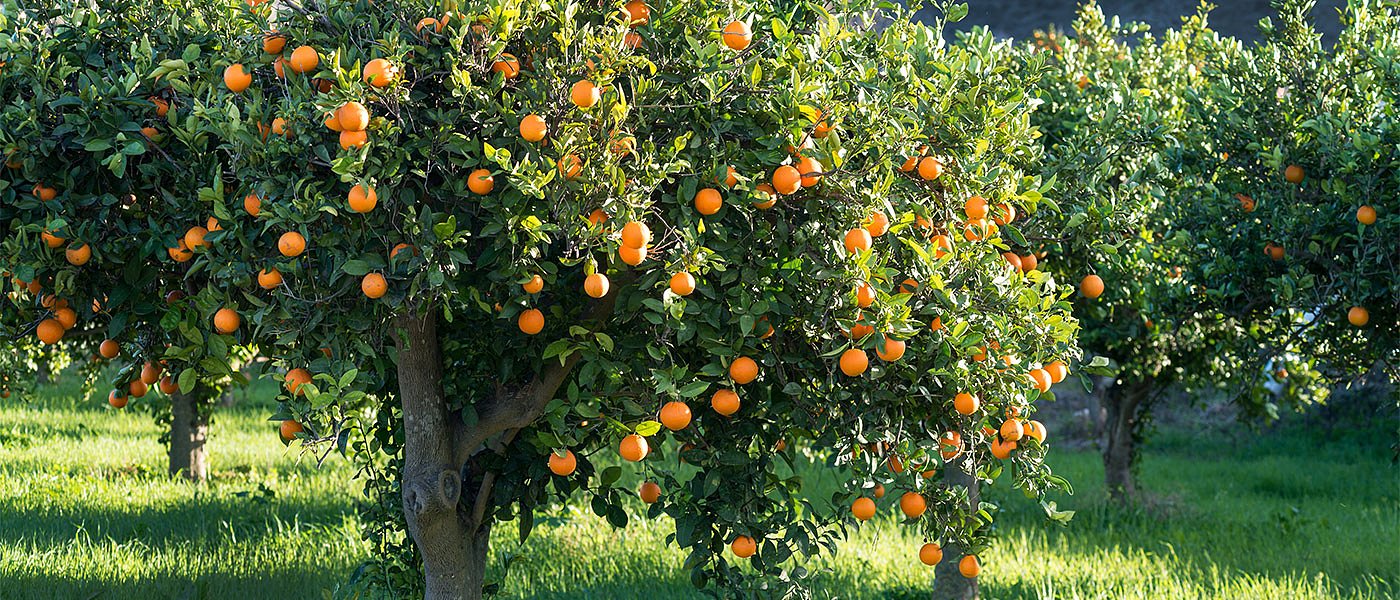 Κλιματική αλλαγή – Τι προκαλεί σε φυτά, ζώα και υδάτινους πόρους - Τι ειπώθηκε στις αρμόδιες επιτροπές της Βουλής