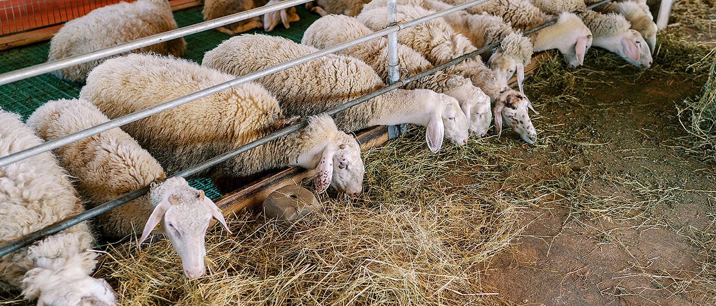 Κονδύλια και σε Περιφέρειες που δεν έχουν κρούσματα αλλά λαμβάνουν προληπτικά μέτρα, ότι ισχύει για ευλογιά ισχύει και για αφθώδη
