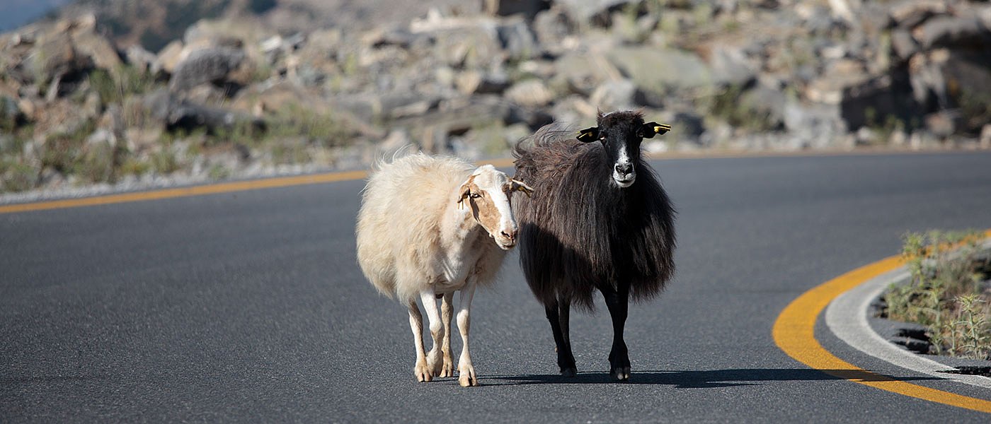 Τσιάρας: Φταίει η κλιματική αλλαγή για εξάπλωση της ευλογιάς αλλά δίνουμε τα περισσότερα λεφτά για αποζημιώσεις