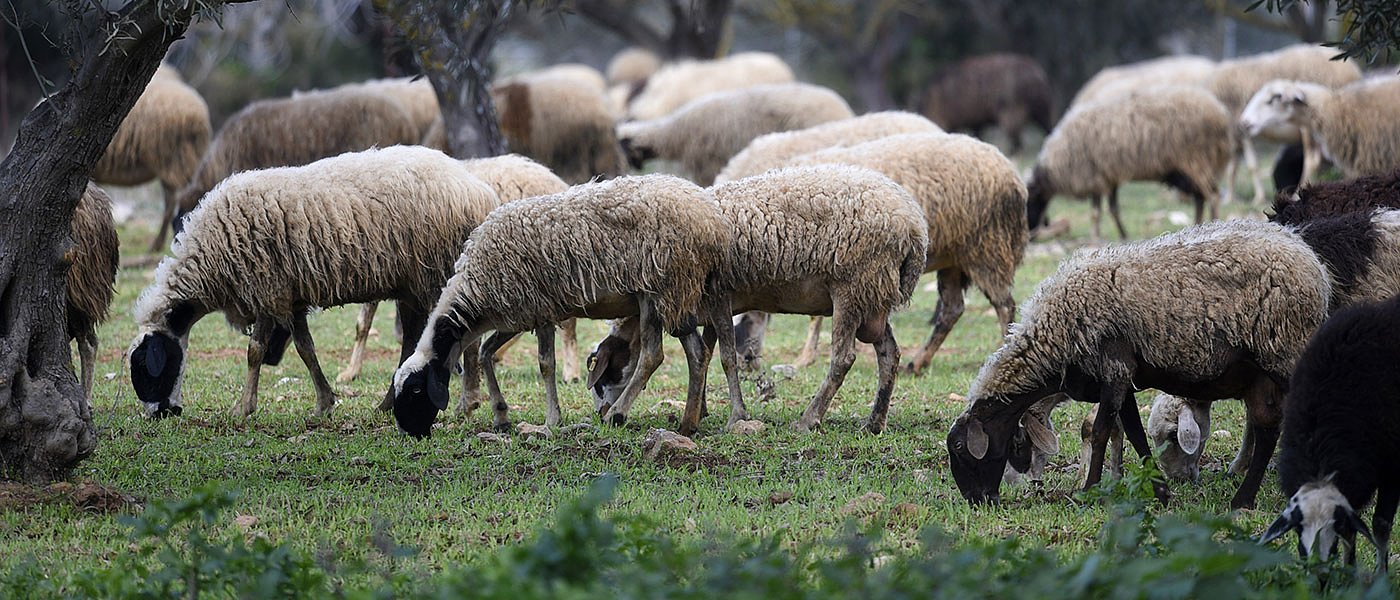 Συγκέντρωση κτηνοτρόφων στην Λάρισα, ζήτησαν να σταματήσει η θανάτωση κοπαδιών και να γίνει εμβολιασμός