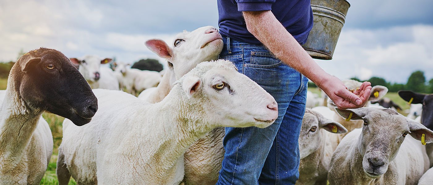 Στο ΦΕΚ η στήριξη για απώλεια εισοδήματος κτηνοτρόφων που έχασαν τα ζώα λόγω πανώλης και ευλογιάς, πότε θα γίνει πληρωμή