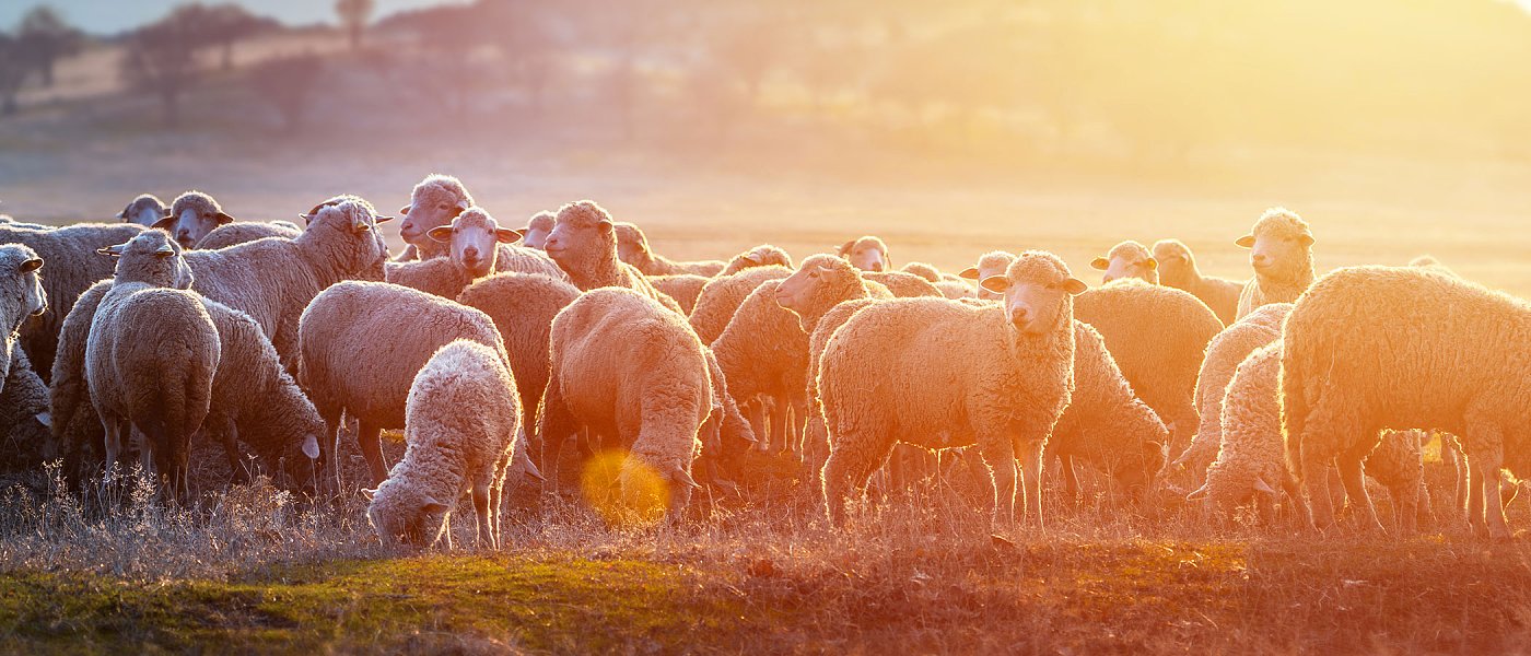 Γαστρεντερικά νηματώδη στα αιγοπρόβατα: Ένα αόρατο πρόβλημα που κοστίζει στην εκτροφή