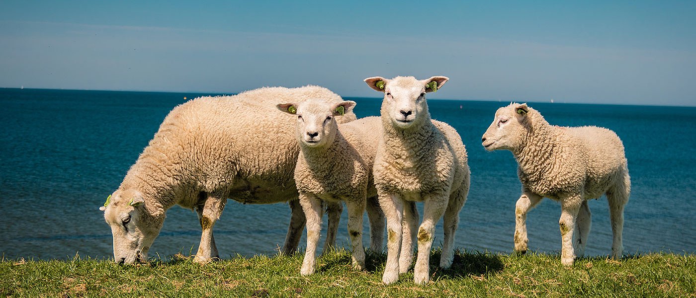 Η κτηνοτροφική «φούσκα» στην Κρήτη και η εφαρμογή της νέας «τεχνικής λύσης» από το ΥπΑΑΤ