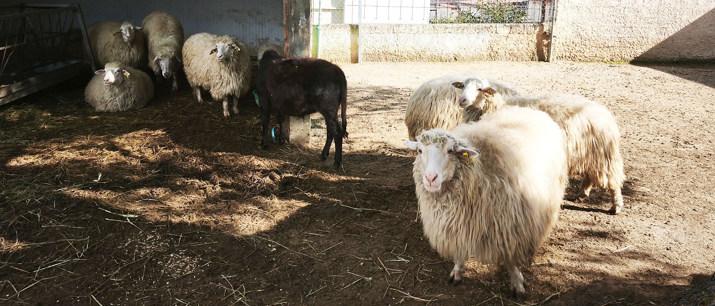 Επικαιροποιημένα στοιχεία για την ευλογιά και νέα εργαλεία αντιμετώπισης, κρίσιμο το επόμενο τρίμηνο λέει το ΥπΑΑΤ