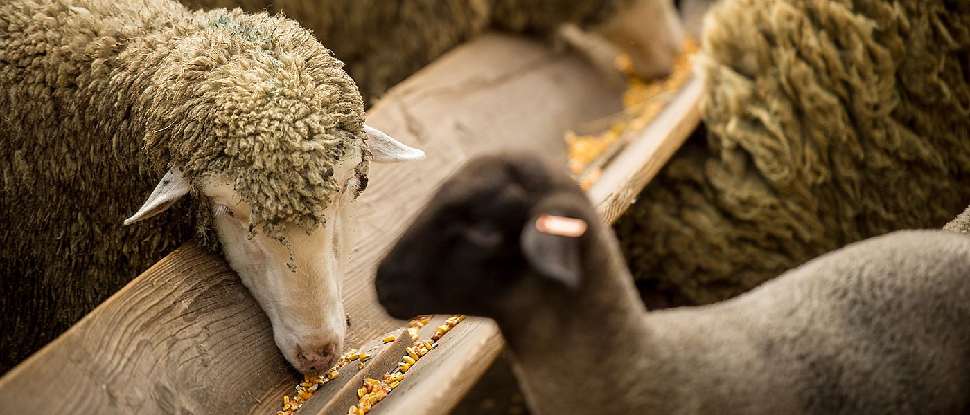 Πως θα καταβληθεί το de minimis στους κτηνοτρόφους για ζωοτροφές, ποιοι μένουν εκτός ενίσχυσης