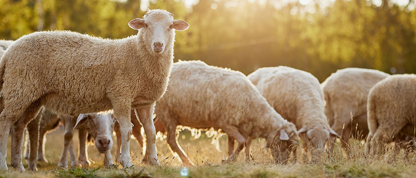 Ενίσχυση στους κτηνοτρόφους που έχασαν τα ζώα τους μέχρι τέλος του έτους, ανακοίνωσε η κυβέρνηση