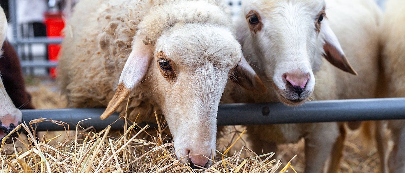 Σε μια εβδομάδα είχαμε 11 νέα κρούσματα ευλογιάς, σε ποιες περιοχές καταγράφηκαν