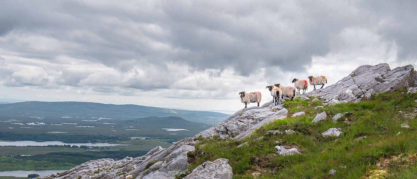 Η κτηνοτροφική «φούσκα» στην Κρήτη και η εφαρμογή της νέας «τεχνικής λύσης»