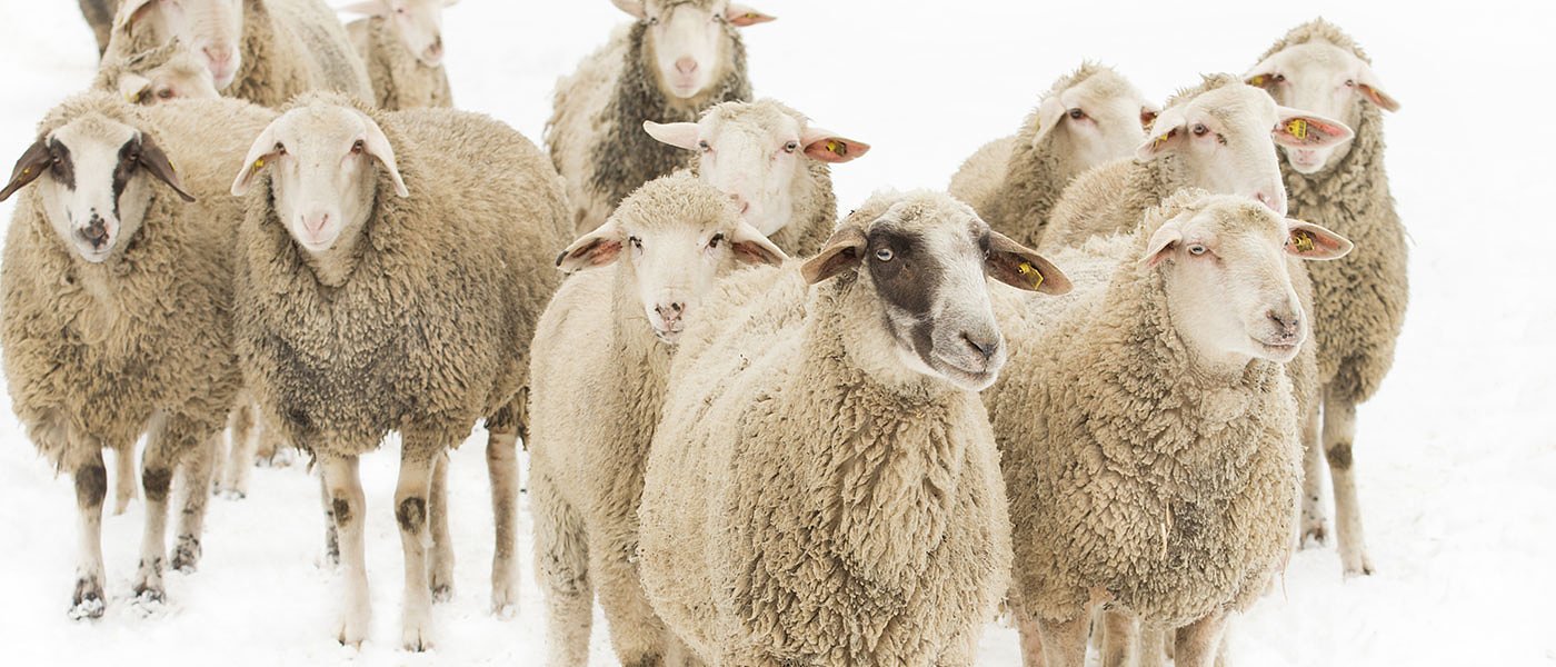 Ενίσχυση ζωοτροφών σε «μαϊμού» αιγοπρόβατα, στα 20 ευρώ θα ήταν με βάση τη συνδεδεμένη