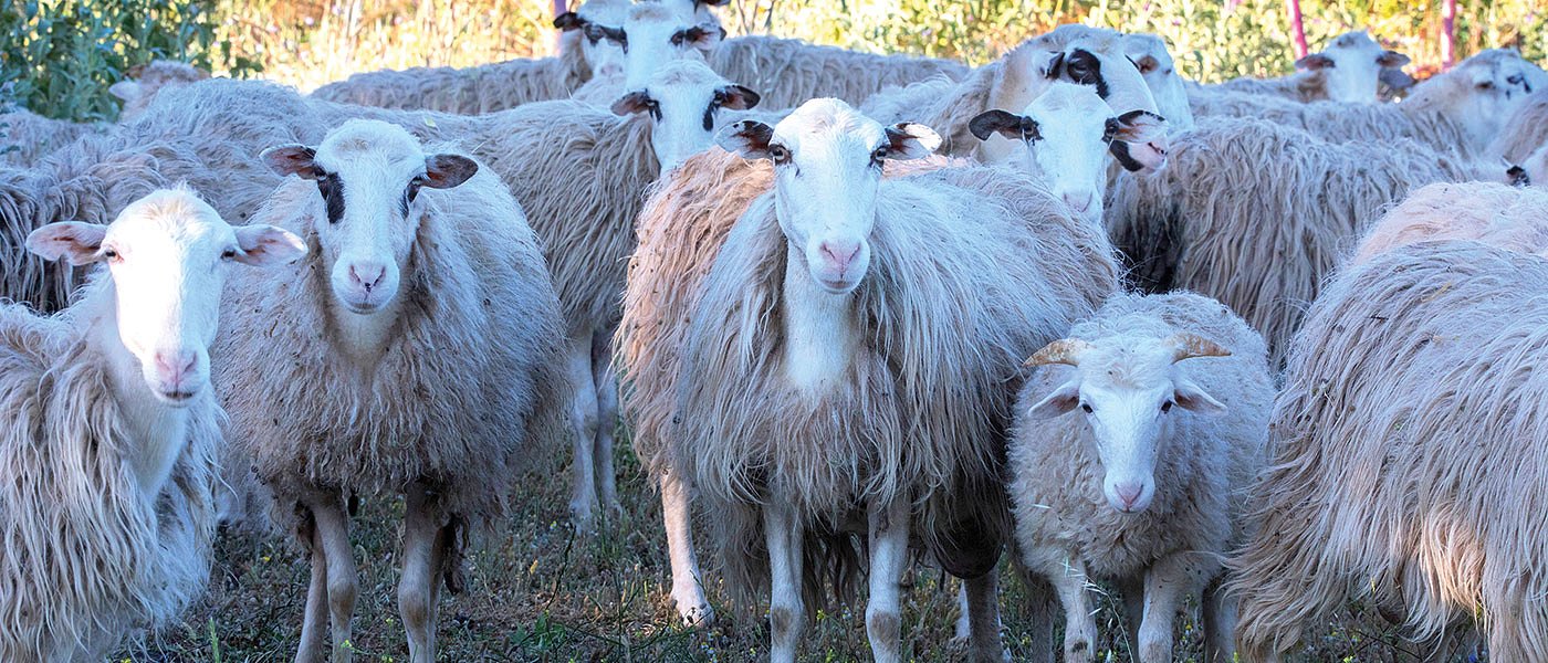 8 προτάσεις κατά της ευλογιάς της Ομάδας Εργασίας υιοθετούνται από ΥπΑΑΤ, πάνω από 327.000 πρόβατα θανατώθηκαν