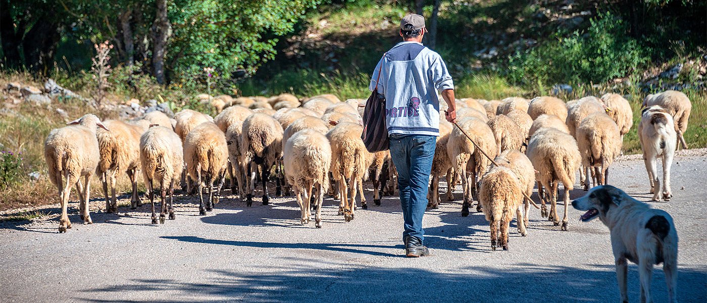 Σε μια ημέρα είχαμε πέντε συλλήψεις κτηνοτρόφων επειδή βοσκούσαν τα ζώα τους