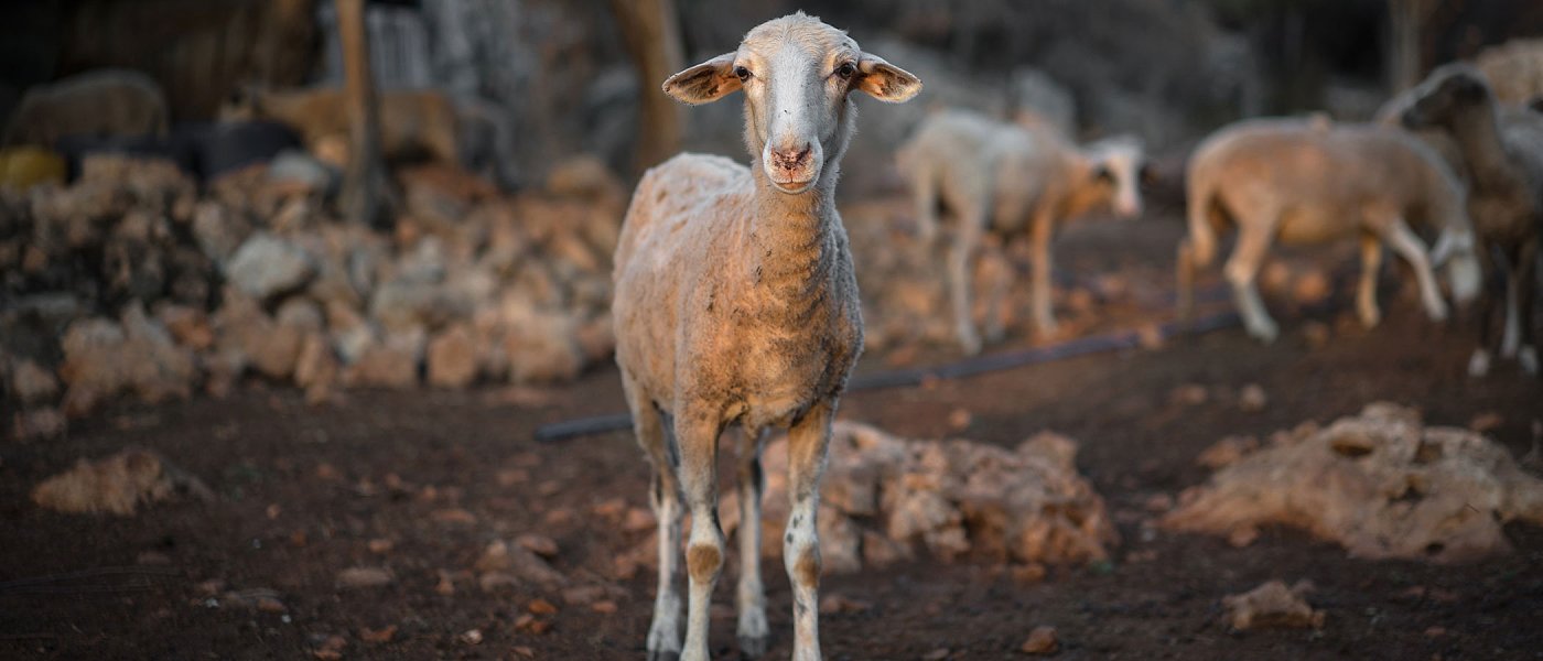Συνεχώς νέα κρούσματα καταρροϊκού πυρετού αλλά καμιά αποζημίωση δεν προβλέπεται για κτηνοτρόφους