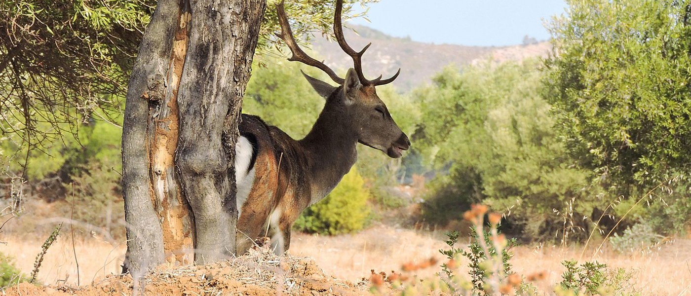 Ανεξέλεγκτη η κατάσταση στη Ρόδο με το πλατώνι