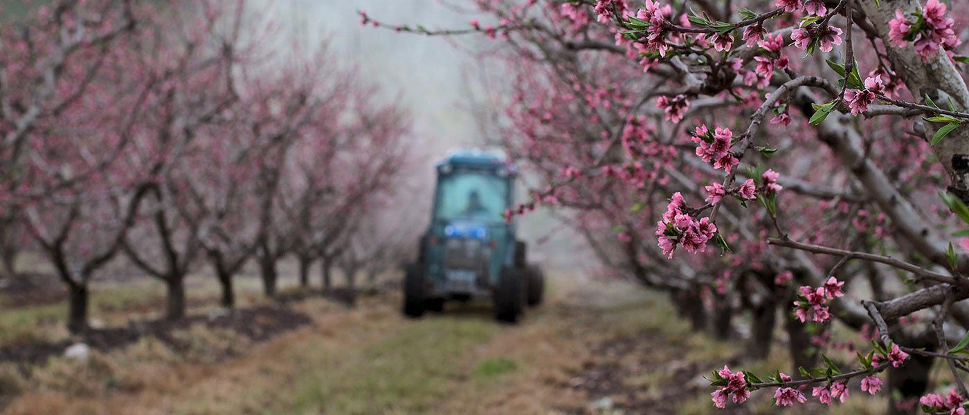 Καταγραφή ζημιών από το φαινόμενο «Ξερές Βέργες» ξεκινούν οι ροδακινοπαραγωγοί