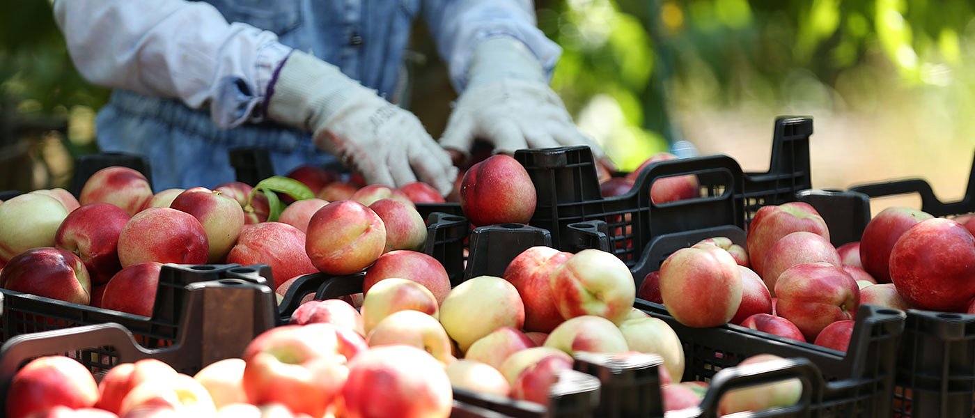 Κάνουν ελέγχους για δελτία αποστολής στα χωράφια και μοιράζουν πρόστιμα 500 ευρώ
