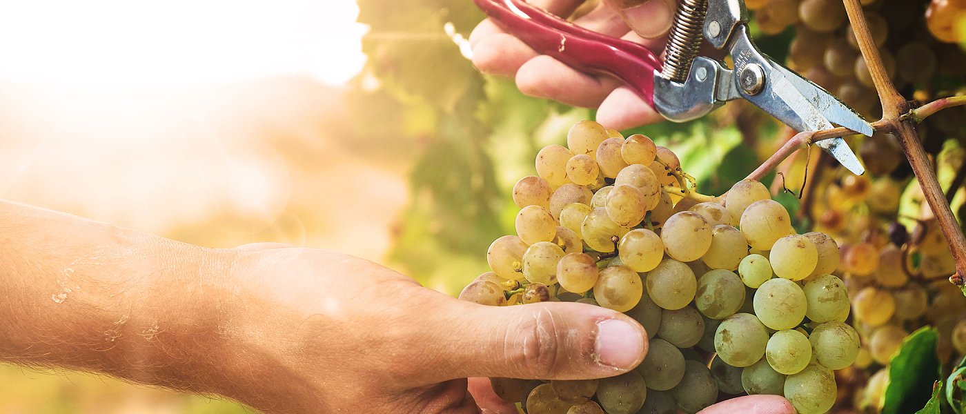 Ξεκίνησε ο τρύγος του Σαββατιανού, προβλήματα στην παραγωγή πέρσι από καύσωνα φέτος από παγετό