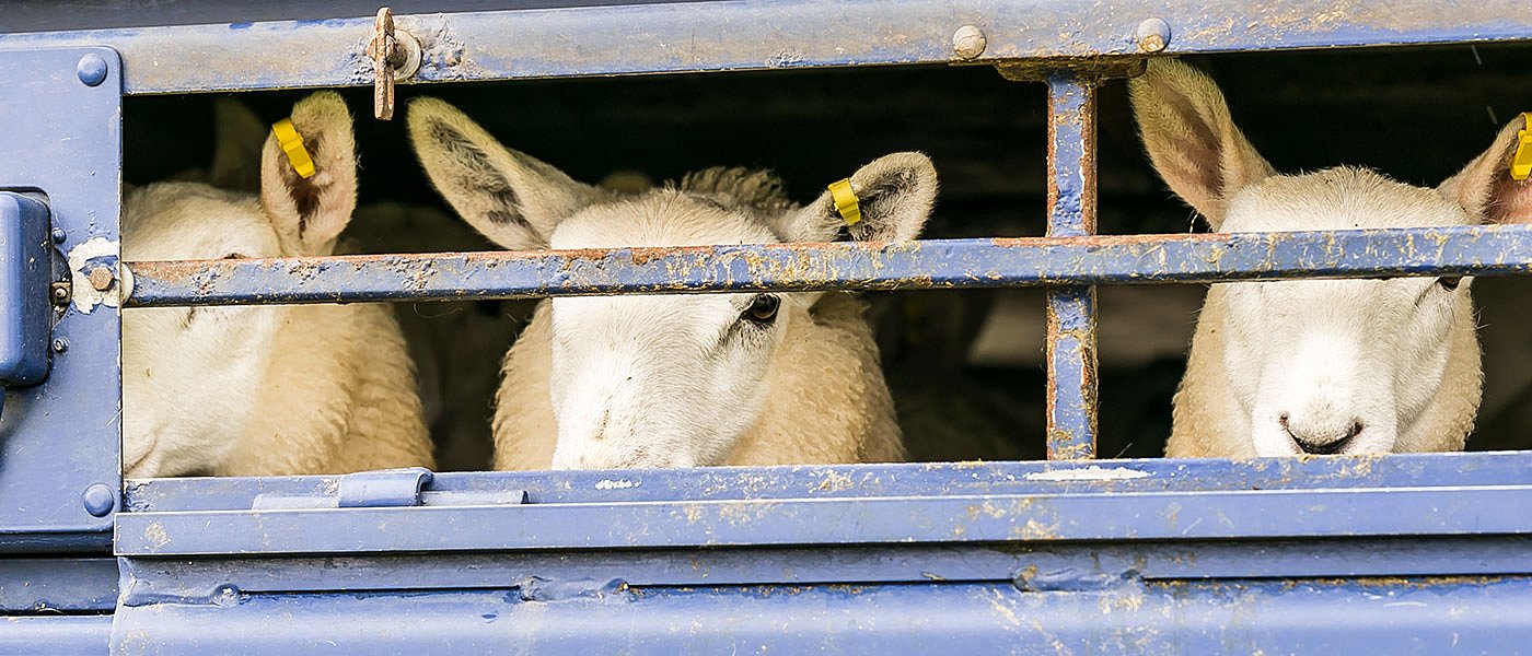 Συλλήψεις για παράνομη μετακίνηση αιγοπροβάτων σε απαγορευμένη ζώνη λόγω ευλογιάς