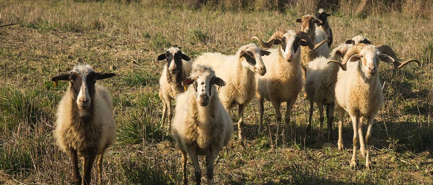 Αλλάζουν πάλι τα ποσά των ενισχύσεων για ζωοτροφές, να πληρωθούν άμεσα ζητά ο Περιφερειάρχης Θεσσαλίας