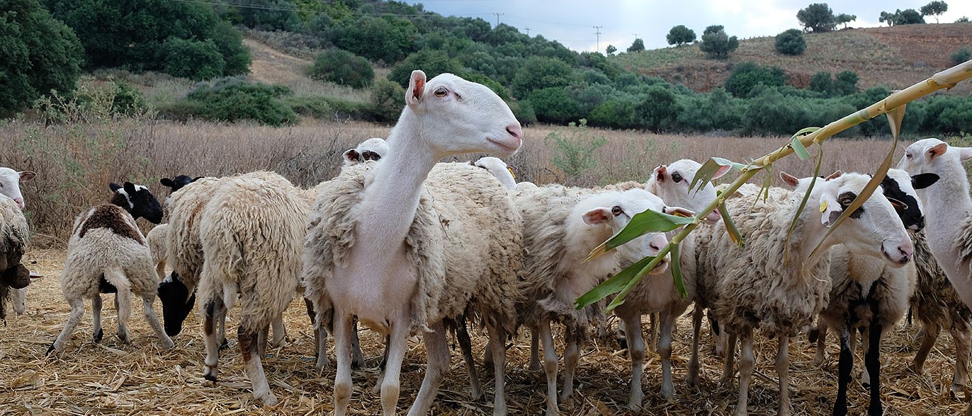 Σε έλεγχο, από το 2023, μπήκε η εξισωτική αποζημίωση με απόφαση της Κομισιόν