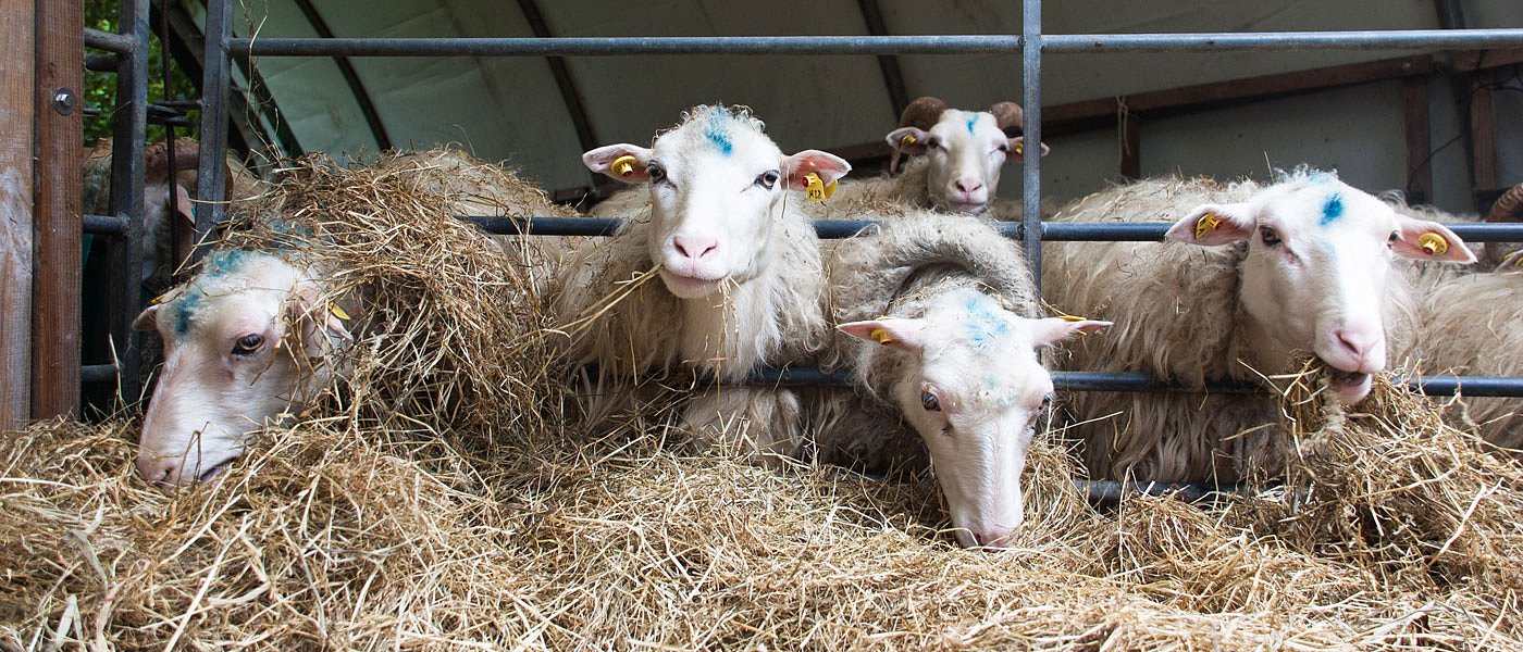 Ο Κέλλας στην Ελασσόνα είπε πότε θα γίνουν πληρωμές για ζωοτροφές και τι θα γίνει με εμβολιασμό