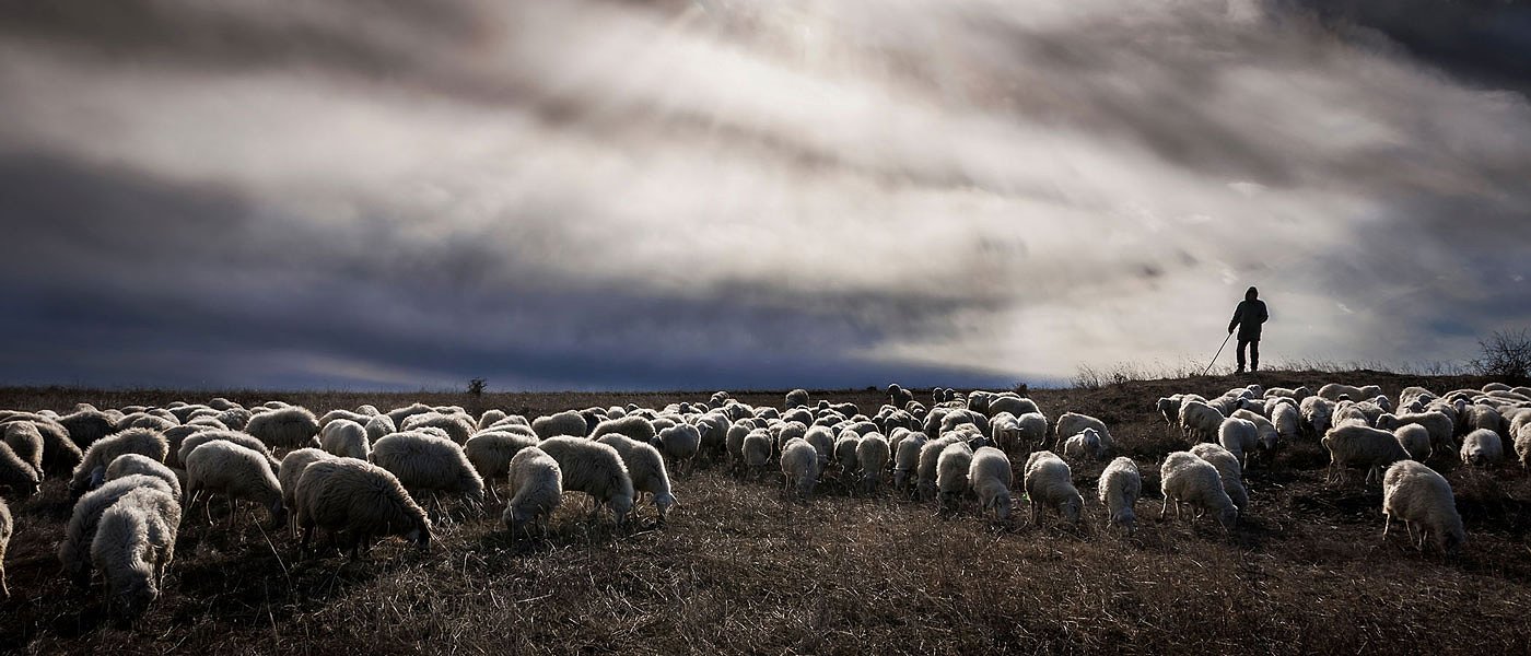 Απόπειρες τηλεφωνικής εξαπάτησης με πρόσχημα τον αφθώδη πυρετό – Το ΥΠΑΑΤ προειδοποιεί τους κτηνοτρόφους