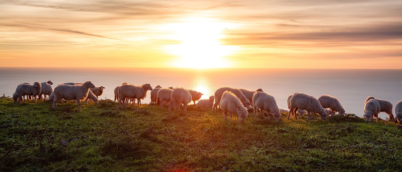 Αλλάζουν κριτήρια στις πληρωμές του ΟΠΕΚΕΠΕ, ο Τσιάρας μιλά για «λογισμικά» που εντόπιζαν κενά επιλέξιμα χωράφια