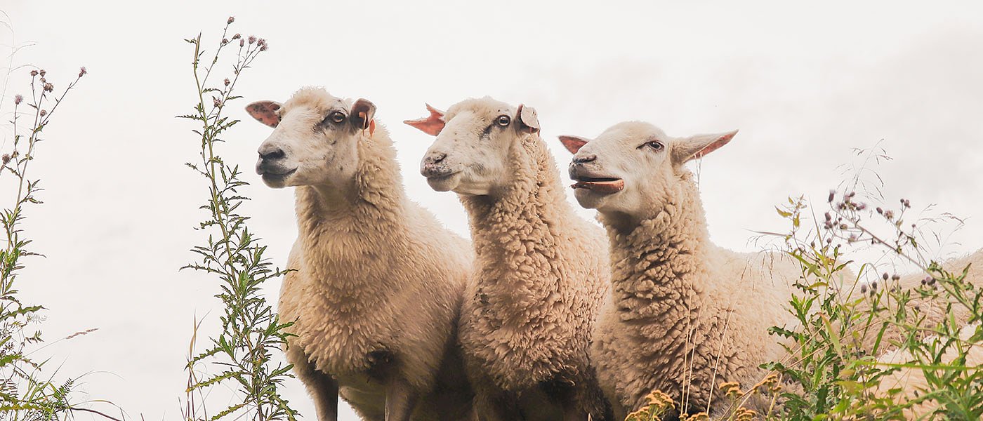 Πληρώθηκαν τα 70 και 35 ευρώ ανά ζώο για αναπλήρωση εισοοδήματος των κτηνοτρόφων