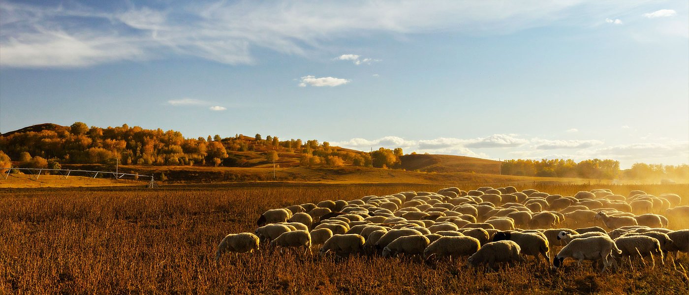 Σε μια ημέρα δηλώθηκαν 66 νέες εστίες ευλογιάς και θανατώθηκαν 13.778 ζώα, ακολουθούμε ευρωπαϊκό πρωτόκολλο λέει ο Τσιάρας