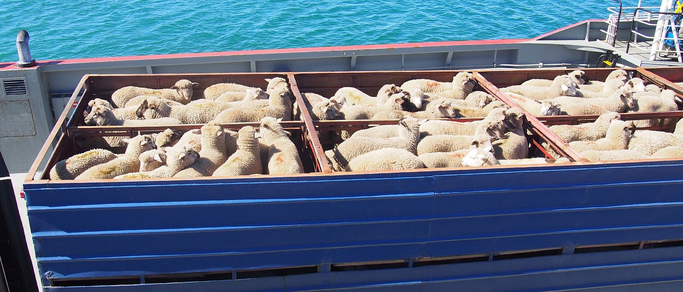 Συνελήφθησαν 3 κτηνοτρόφοι στην Ναύπακτο γιατί μετέφεραν 36 πρόβατα και 8 αρνιά