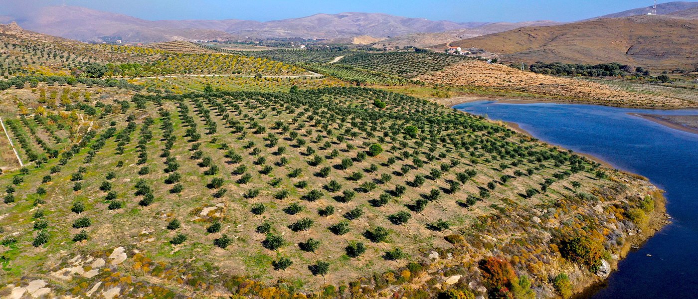 Από την έρημο στο οικοσύστημα: Το εγχείρημα στο Σίγρι της Λέσβου που έγινε πρότυπο