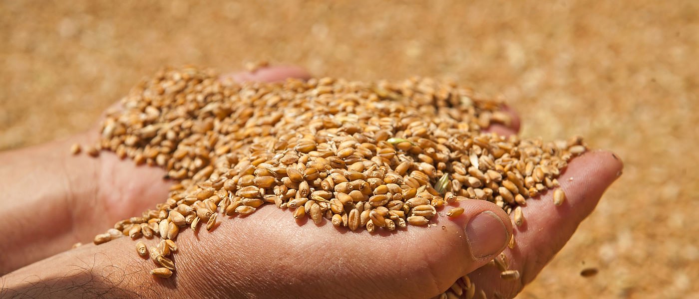 Τιμή που αγόρασε η Αλγερία 690.000 τόνους σιταριού και η Ιορδανία 50.000 τόνους κριθαριού