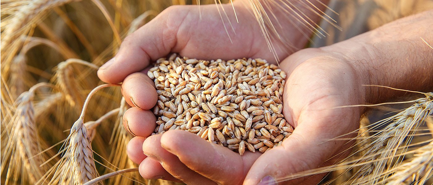 Προβλέψεις παραγωγής και κατανάλωσης στα σιτηρά ενόψει πολέμου στο Ιράν, οι τιμές στα λιπάσματα κρίνουν τις αποδόσεις