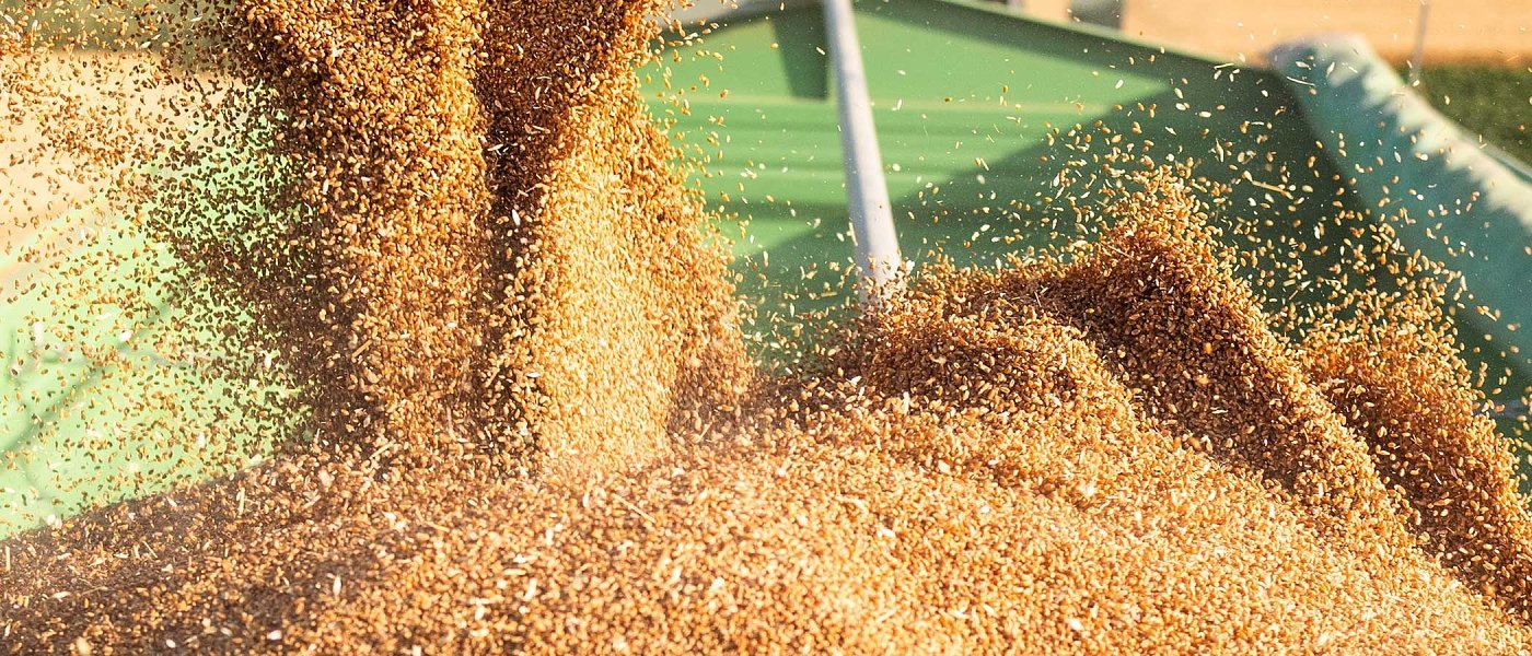 Ροδόπη: Αίτημα για ενίσχυση de minimis στα σιτάρια μετά τις χαμηλές αποδόσεις και τις τιμές κάτω από το κόστος