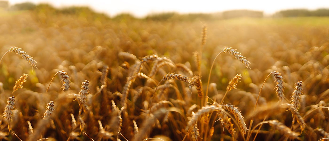 Τιμή στα αλώνια 24 - 25 λεπτά και πολλά κιλά φέτος το σκληρό, τους διαγωνισμούς περιμένει η αγορά