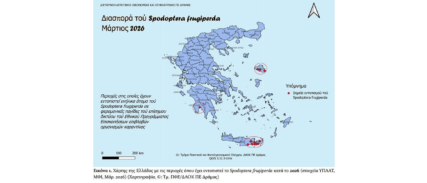 Spodoptera frugiperda: Επιβλαβής οργανισμός καραντίνας – τι ισχύει και τι πρέπει να γνωρίζουν οι παραγωγοί