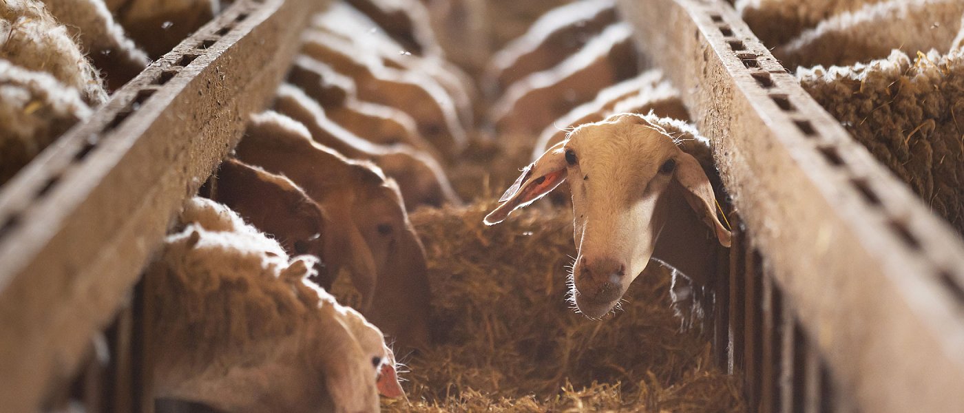 7 μέτρα Τσιάρα για αντιμετώπιση της ευλογιάς, οι περιοχές που κηρύσσονται σε έκτακτη ανάγκη