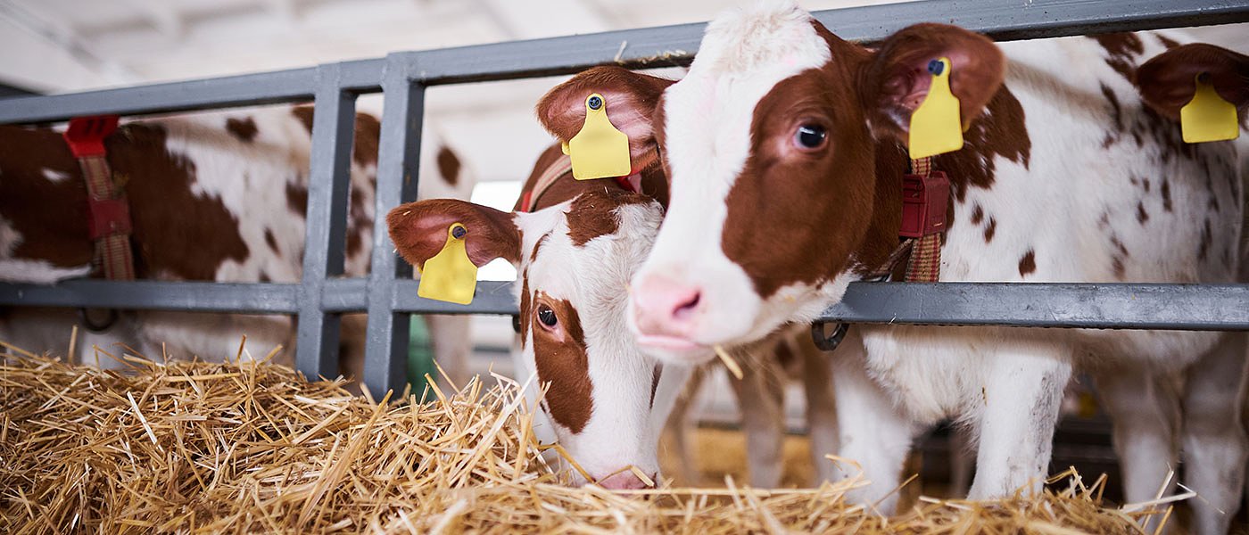 Καταστρέφονται οι παραγωγοί ζωοτροφών, μηδικής και άχυρου, λόγω καραντίνας