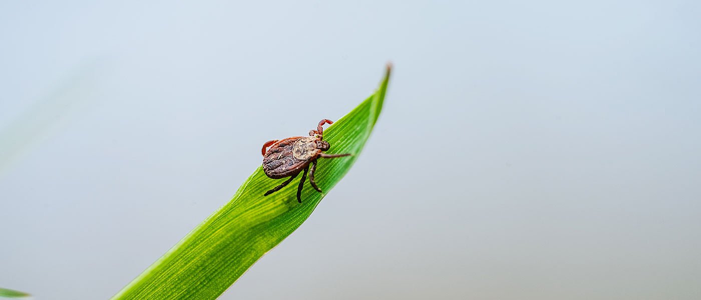 Ενημέρωση κτηνοτρόφων για τον επικίνδυνο αιμορραγικό πυρετό Κριμαίας - Κονγκό