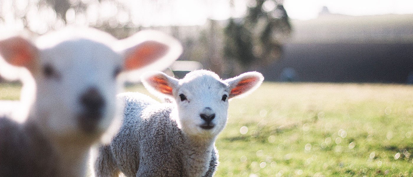 Η σωστή διατροφή για υγιή αρνιά: από τη γέννα ως τον απογαλακτισμό
