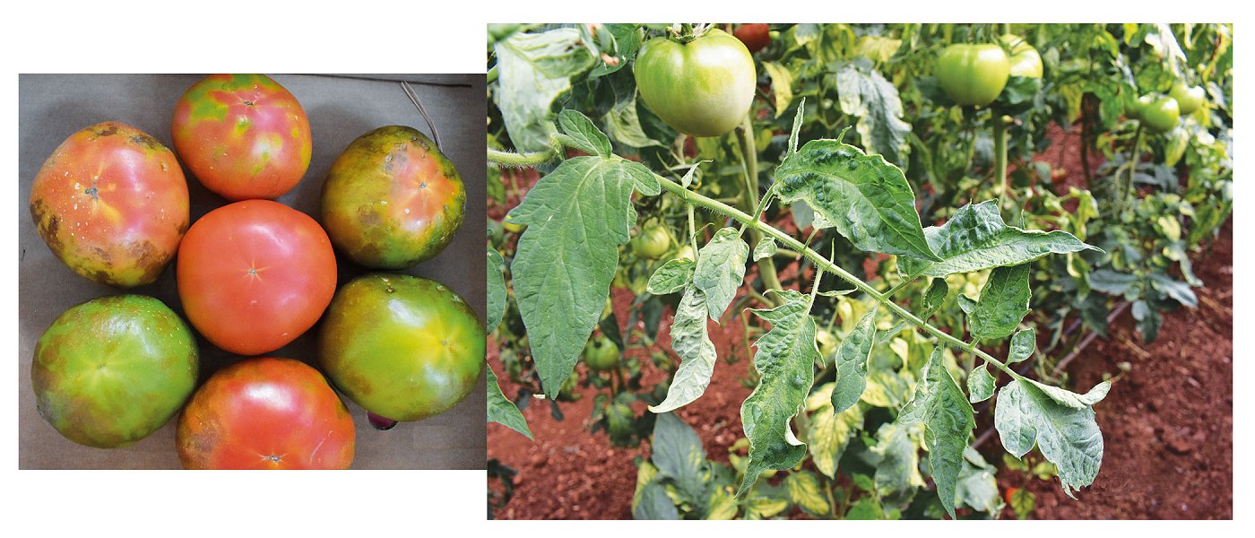 Ο ιός της καστανής ρυτίδωσης (ToBRFV) στο προσκήνιο της θερμοκηπιακής τομάτας