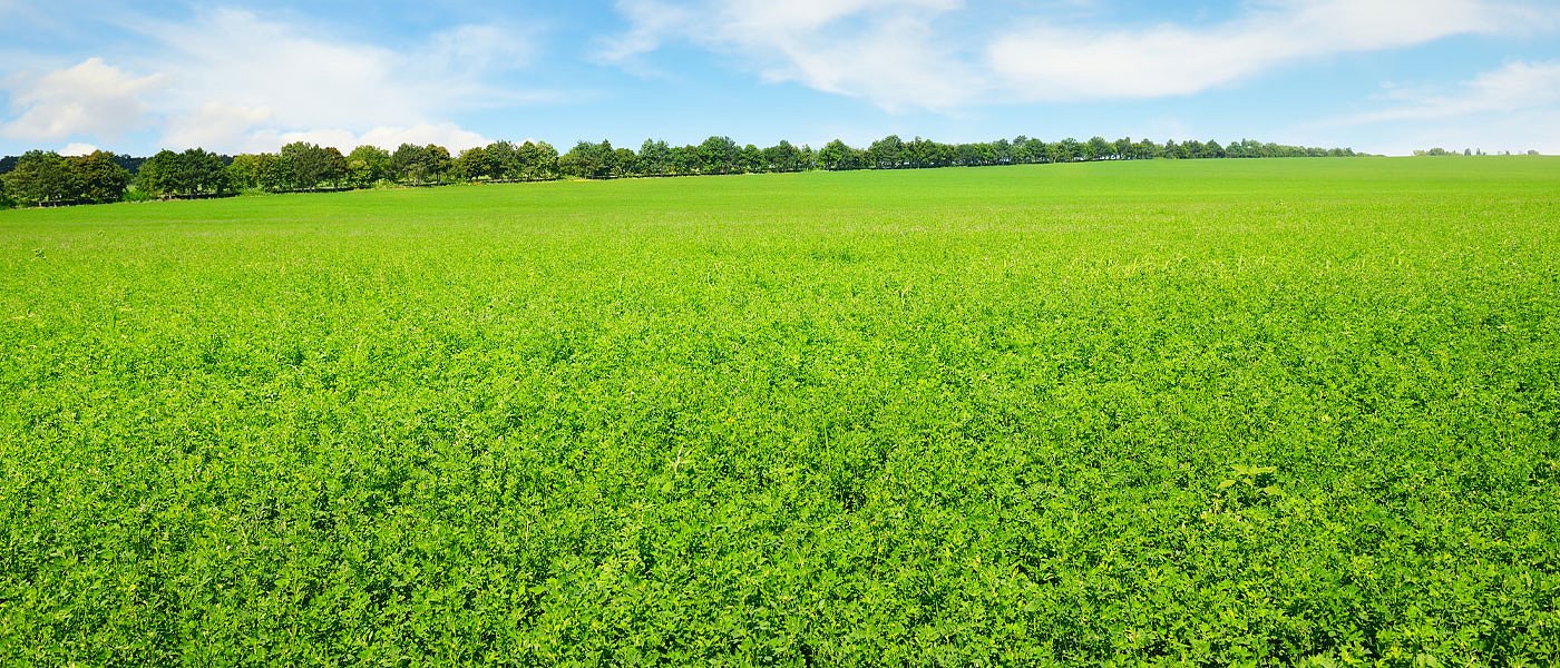 Μηδική: Η βάση της ελληνικής κτηνοτροφίας – πρακτικές που κάνουν τη διαφορά