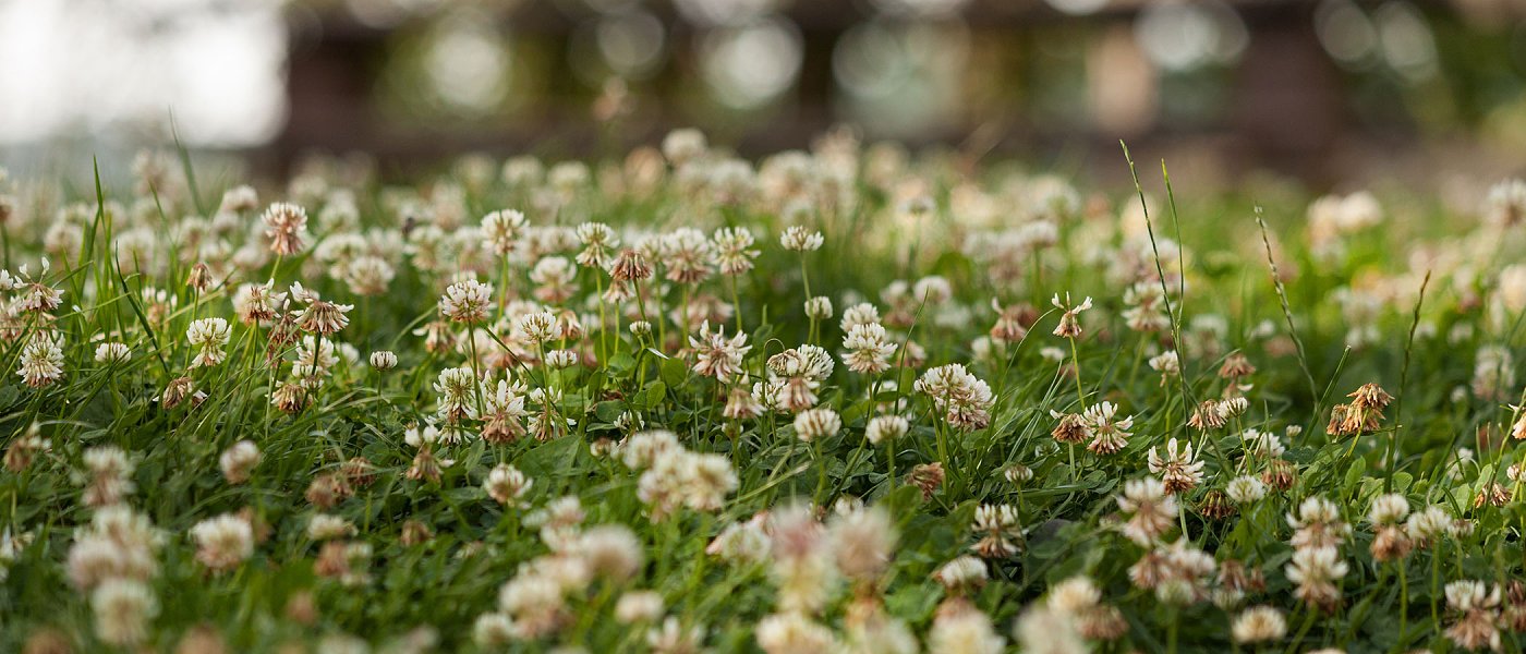 Φυτά-σύμμαχοι και Ωφέλιμα έντομα: το φυσικό δίχτυ προστασίας της ελληνικής γεωργίας