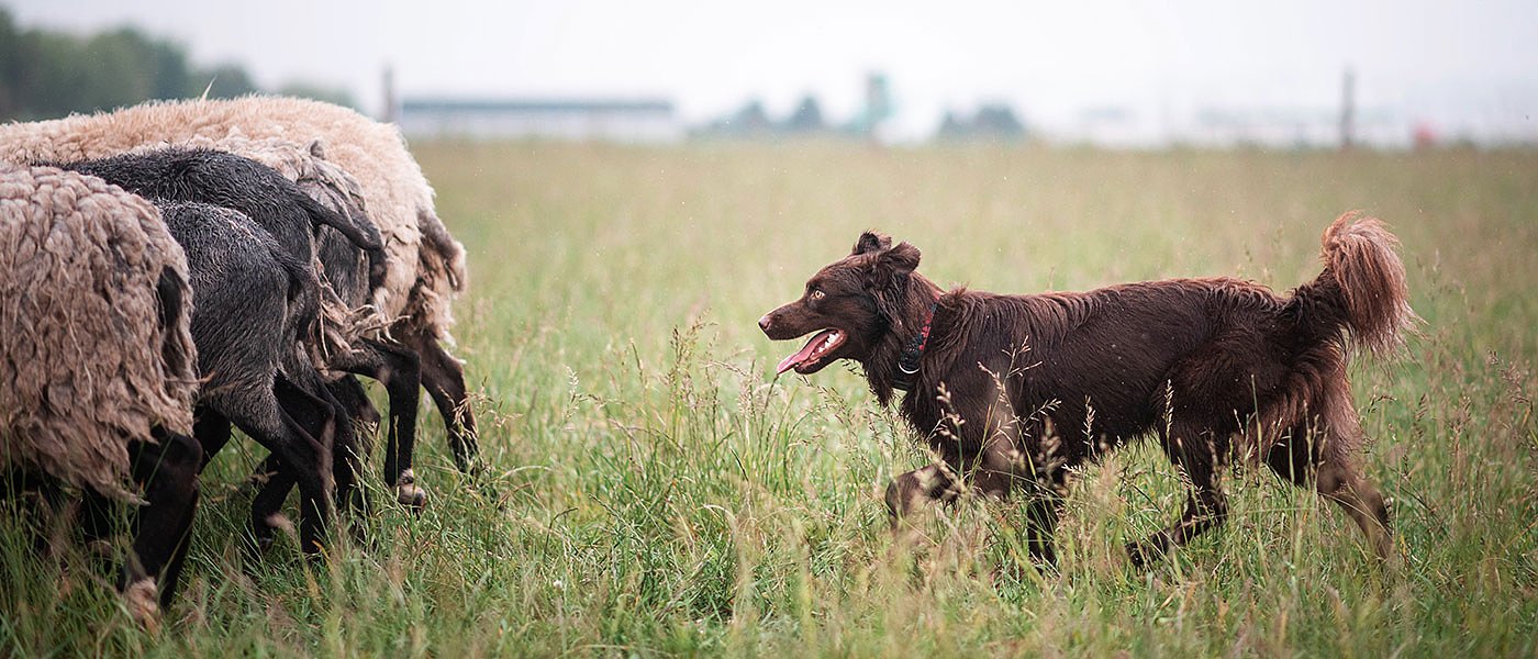 Ημερίδα για κακοποίηση των ζώων διοργάνωσε το ΓΕΩΤΕΕ Παράρτημα Ανατολικής Στερεάς