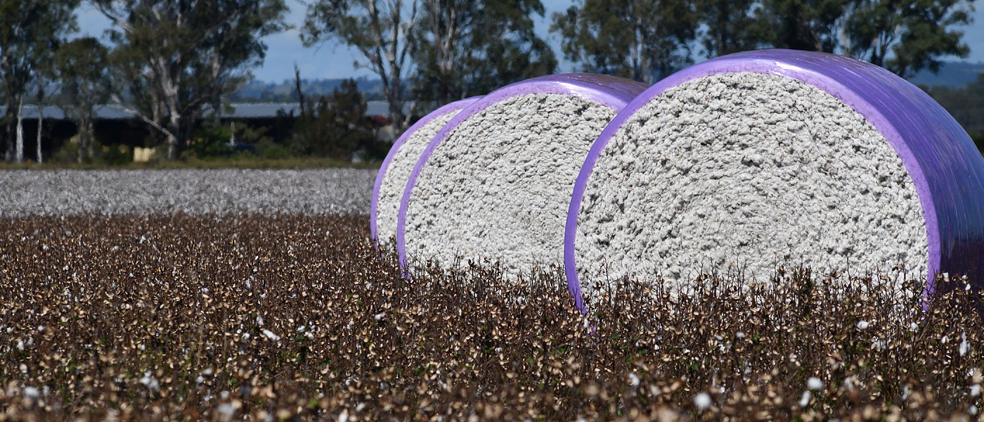 Με ευθύνη ΥπΑΑΤ η διαπραγμάτευση για αλλαγές στρεμματικής στο βαμβάκι, στα 73,4 ευρώ το 2025