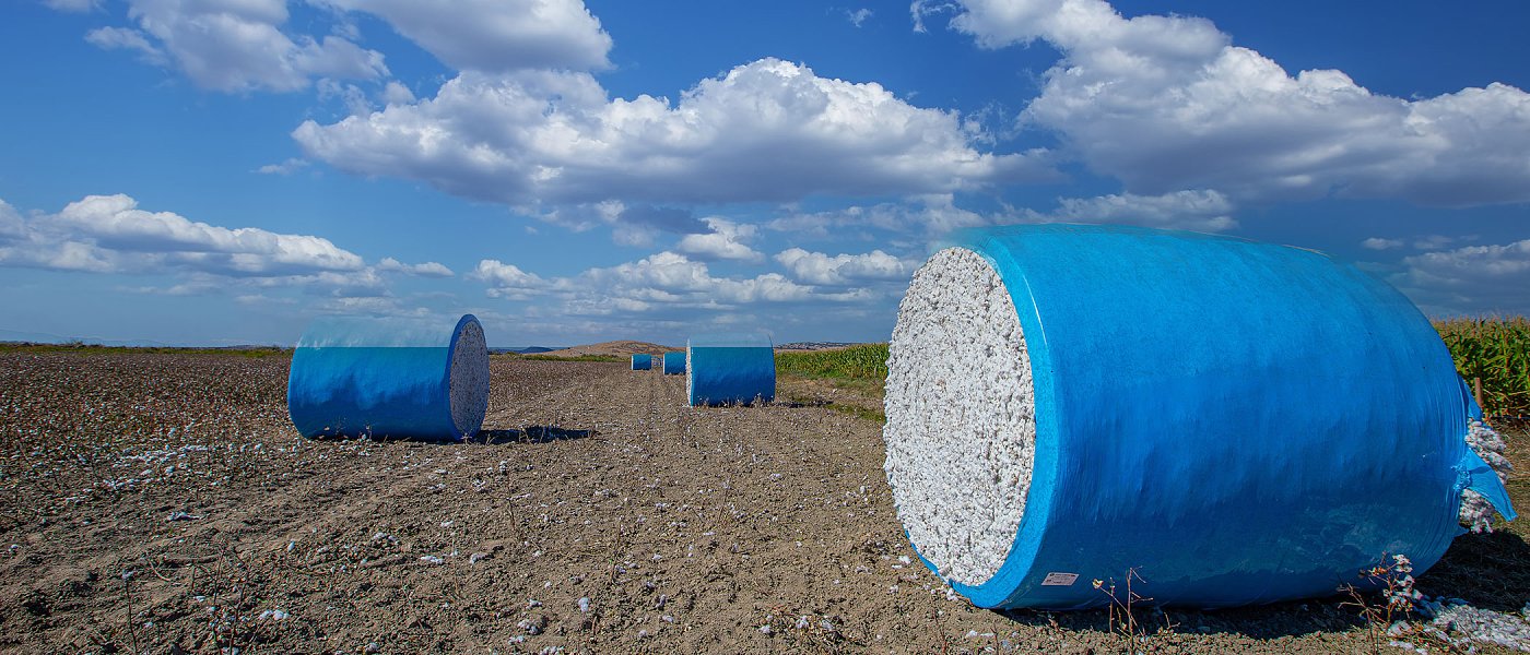 Αποφυλλωτικά, κόστος και ποιότητα: τα διλήμματα της συγκομιδής βαμβακιού