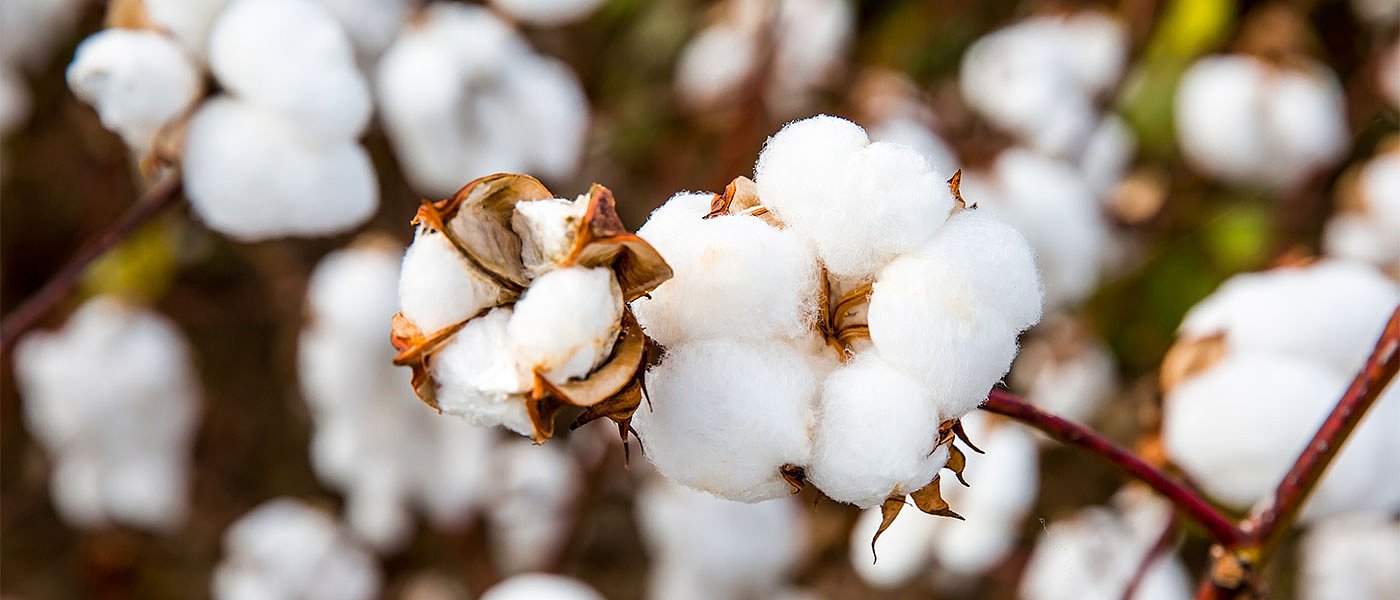 Συνάντηση Διεπαγγελματικής Βάμβακος με ΥπΑΑΤ για εφαρμογή πριμ άνθρακα στο βαμβάκι, ποιες οι δεσμεύσεις του προγράμματος