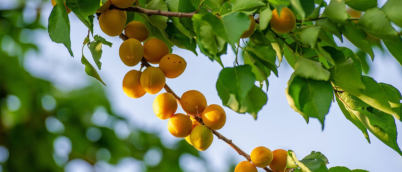 Προφυτρωτικό και πρώιμα μεταφυτρωτικό ζιζανιοκτόνο για αμπέλι και δενδρώδεις καλλιέργειες