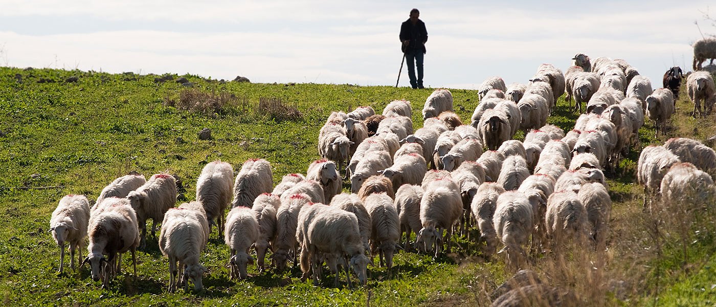 Μελέτη για επιπτώσεις ευλογιάς στην οικονομία, αίτημα ανακατανομής βοσκοτόπων