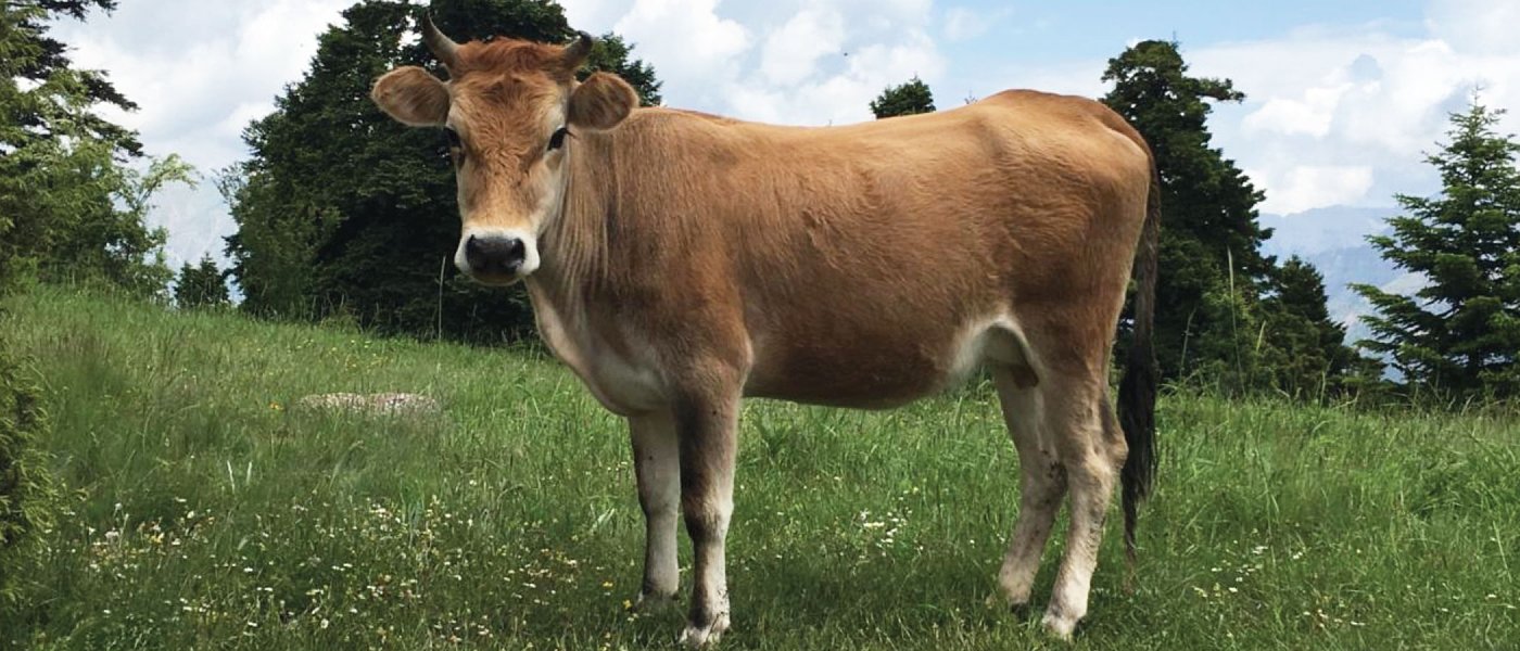 Σκάνδαλο ΟΠΕΚΕΠΕ ή πως ο ίδιος αριθμός ζώων ενεργοποίησε στην Κρήτη έως και 25πλάσια έκταση βοσκότοπου