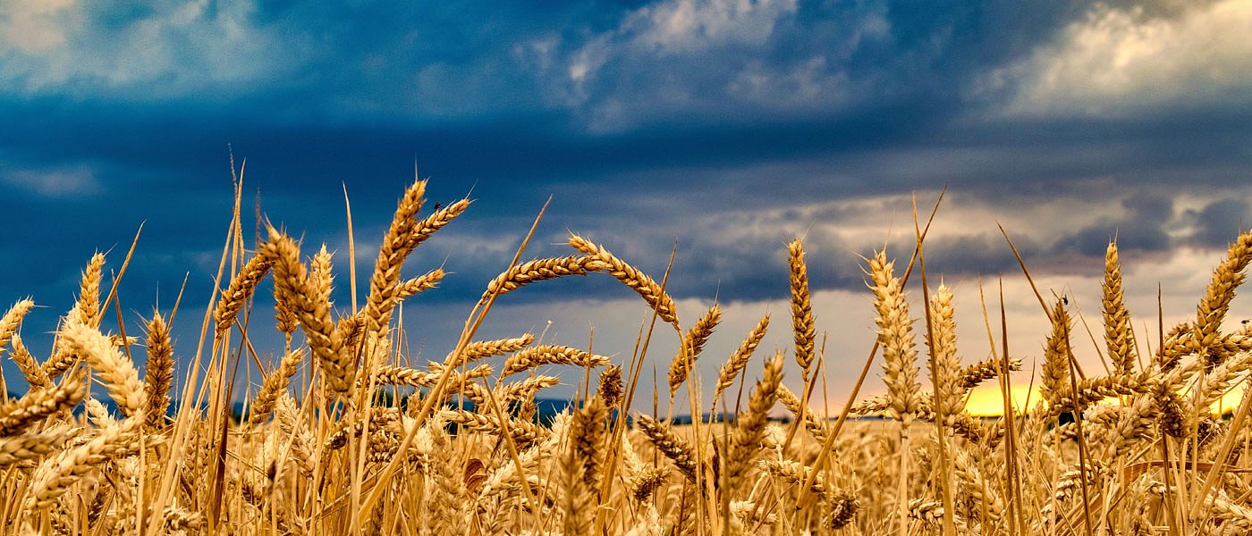 Άλμα στα συμβόλαια σιταριού ξεπέρασαν τα 200 ευρώ ο τόνος, πόσο αγόρασε κριθάρι σε διαγωνισμό η Ιορδανία